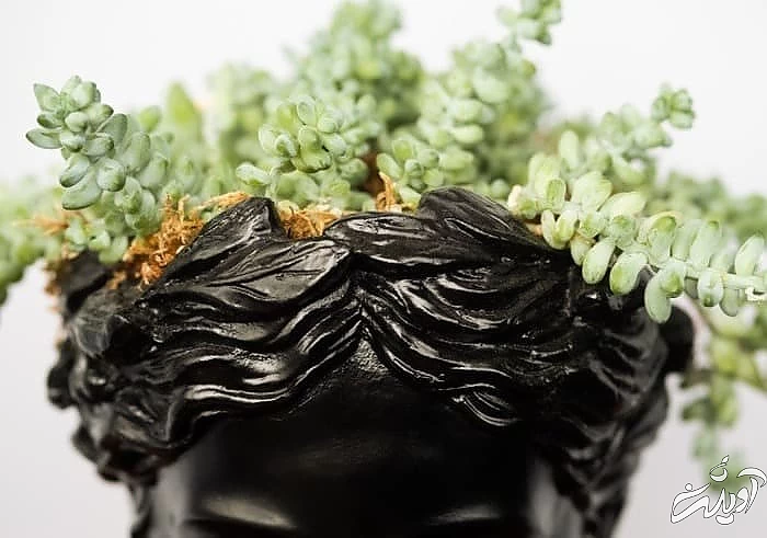 گیاه دم الاغی